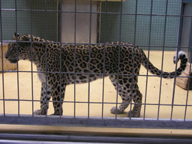 Смотреть фото Леопард Фото Леопард