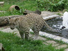 Смотреть фото Леопард Фото Леопард