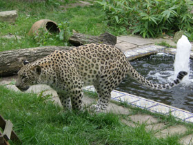 Смотреть фото Леопард Фото Леопард