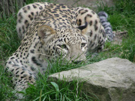 Смотреть фото Леопард Фото Леопард