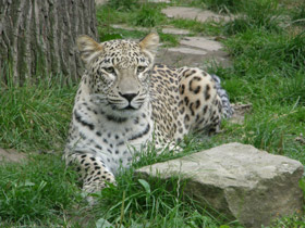 Смотреть фото Леопард Фото Леопард
