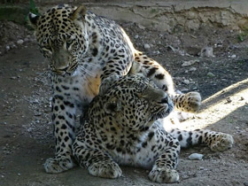Смотреть фото Леопард Фото Леопард