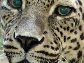 Смотреть фото Леопард Фото Леопард