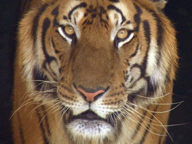 Фото Южно-китайский тигр