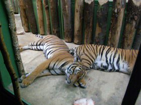 Смотреть фото Малайский тигр Фото Малайский тигр