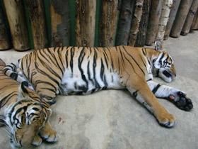 Смотреть фото Малайский тигр Фото Малайский тигр