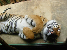 Смотреть фото Малайский тигр Фото Малайский тигр