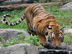 Смотреть фото Малайский тигр Фото Малайский тигр