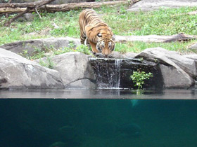 Смотреть фото Малайский тигр Фото Малайский тигр