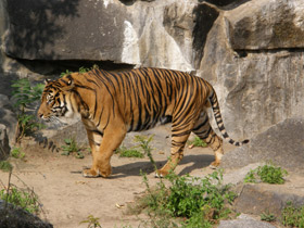 Фото Суматранский тигр