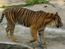 Фото Суматранский тигр