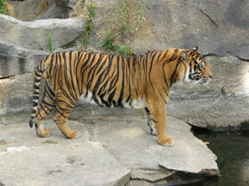 Фото Суматранский тигр