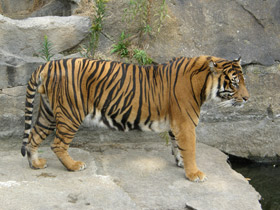 Фото Суматранский тигр