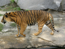 Фото Суматранский тигр