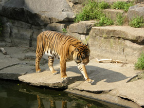 Фото Суматранский тигр