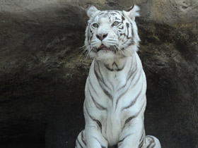 Смотреть фото Тигр Фото Тигр
