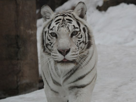 Смотреть фото Тигр Фото Тигр
