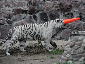 Смотреть фото Тигр Фото Тигр