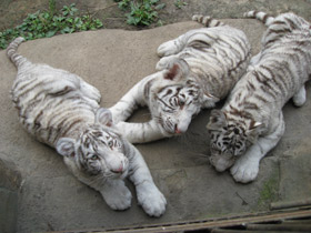 Смотреть фото Тигр Фото Тигр