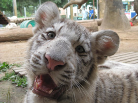 Смотреть фото Тигр Фото Тигр