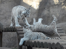 Смотреть фото Тигр Фото Тигр