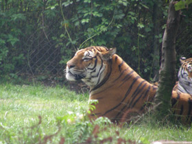 Смотреть фото Бенгальский тигр Фото Бенгальский тигр