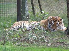 Смотреть фото Бенгальский тигр Фото Бенгальский тигр