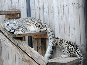 Смотреть фото Ирбис Фото Ирбис