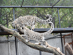 Смотреть фото Ирбис Фото Ирбис