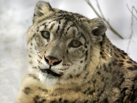 Смотреть фото Ирбис Фото Ирбис