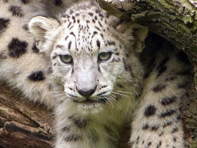 Ирбис Ирбис