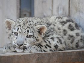 Ирбис Ирбис