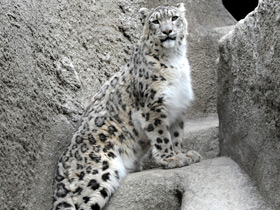 Ирбис Ирбис