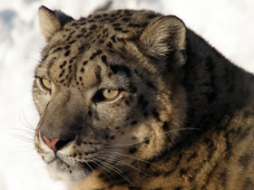 Смотреть фото Ирбис Фото Ирбис