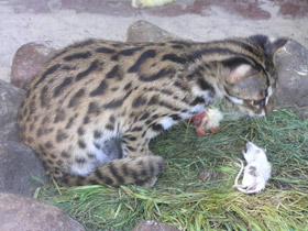 Смотреть фото Бенгальская кошка Фото Бенгальская кошка