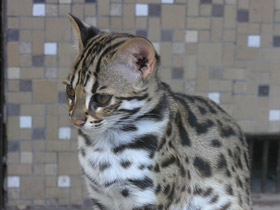 Смотреть фото Бенгальская кошка Фото Бенгальская кошка