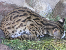 Смотреть фото Бенгальская кошка Фото Бенгальская кошка