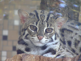 Смотреть фото Бенгальская кошка Фото Бенгальская кошка