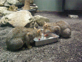 Фото Ржавая кошка