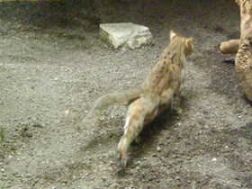 Фото Ржавая кошка