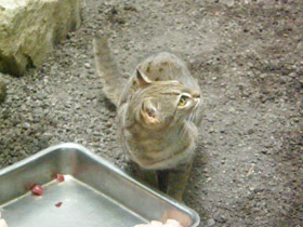 Фото Ржавая кошка