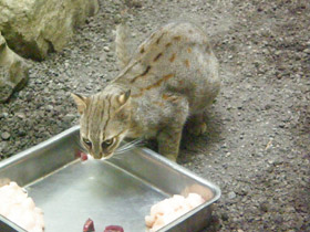 Фото Ржавая кошка