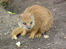 Фото Жёлтый мангуст