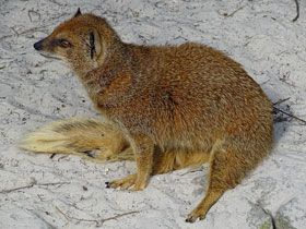 Фото Жёлтый мангуст