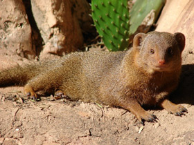 Смотреть фото Карликовый мангуст Фото Карликовый мангуст