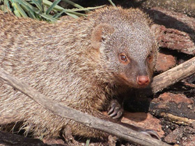 Смотреть фото Полосатый мангуст Фото Полосатый мангуст
