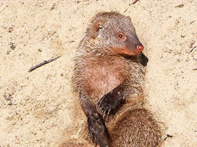 Смотреть фото Полосатый мангуст Фото Полосатый мангуст