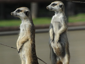 Смотреть фото Сурикаты Фото Сурикаты