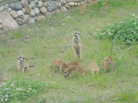 Смотреть фото Сурикаты Фото Сурикаты