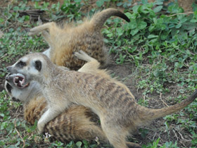 Смотреть фото Сурикаты Фото Сурикаты